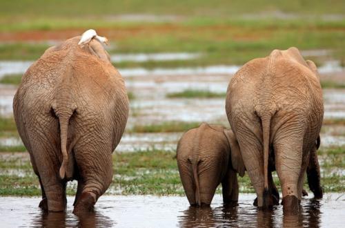 Фотопутешествие по саваннам и горам южной африки. 04