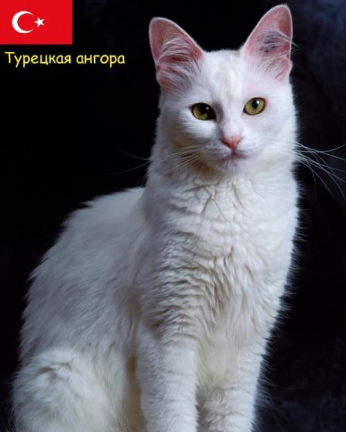 Некоторые породы кошек и родины их происхождения. 04