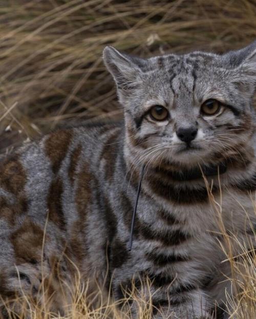 Загадочный кот андских гор: редкое сокровище высокого плато. 01