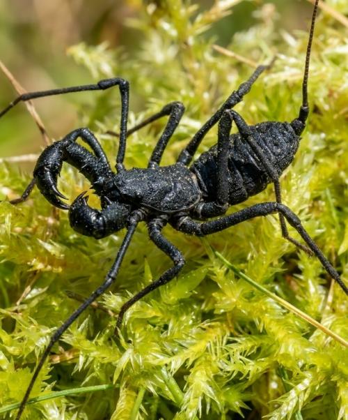 Эти представители рода Ischyropsalis известны своими аномально огромными хелицерами. 05