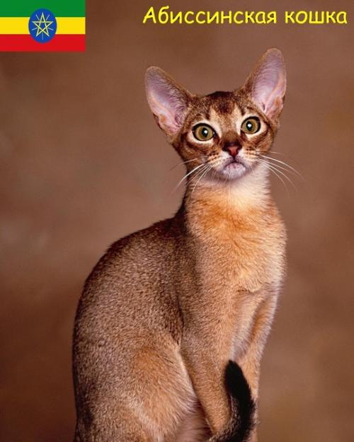 Некоторые породы кошек и родины их происхождения. 02
