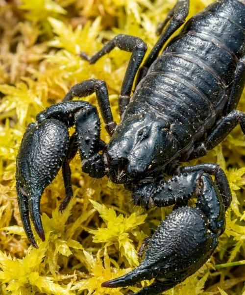 Эти представители рода Ischyropsalis известны своими аномально огромными хелицерами. 04