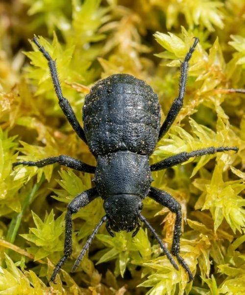 Эти представители рода Ischyropsalis известны своими аномально огромными хелицерами. 03