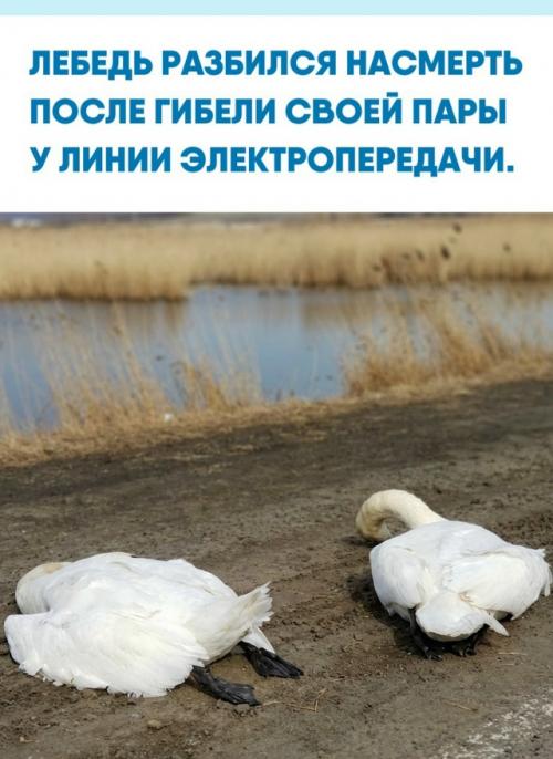 Очевидцы сняли трагический момент: во время полёта лебединая пара оказалась рядом с линией электропередачи, и самка случайно задела провода.  
