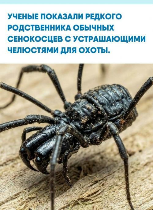 Эти представители рода Ischyropsalis известны своими аномально огромными хелицерами.  