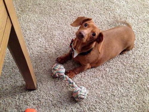 Такса Дэннис, которая похудела на 79% от массы своего тела. 07