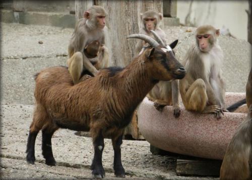 Несколько веков назад проживающий в южной Африке народ нама использовал особо смышлёных павианов в качестве пастухов коз.