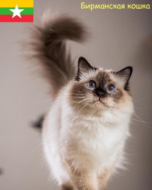 Некоторые породы кошек и родины их происхождения. 01