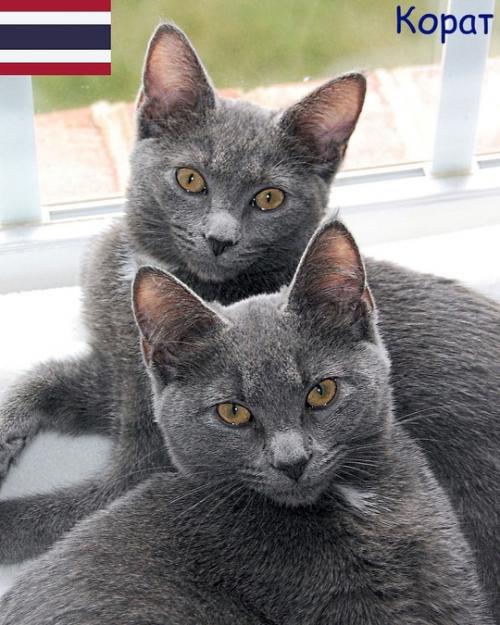 Некоторые породы кошек и родины их происхождения. 07