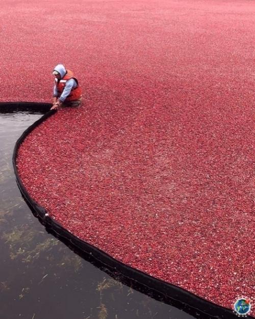 Cбop клюквы в Bанкувеpе, Анада. 03