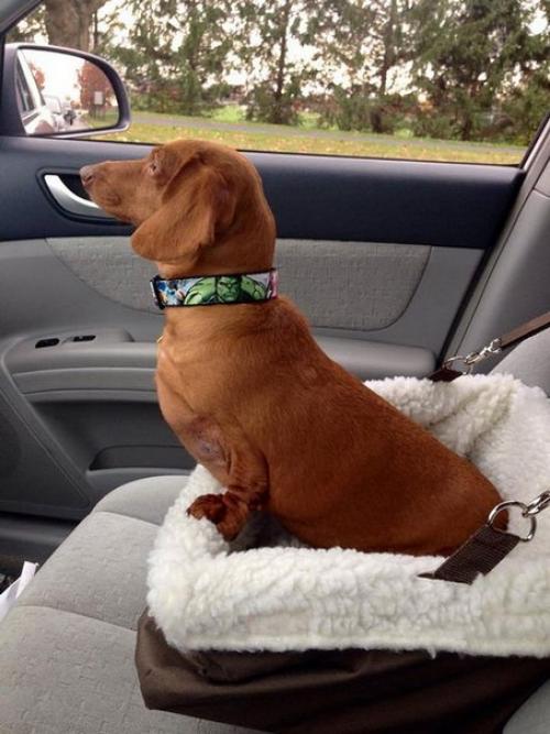 Такса Дэннис, которая похудела на 79% от массы своего тела.