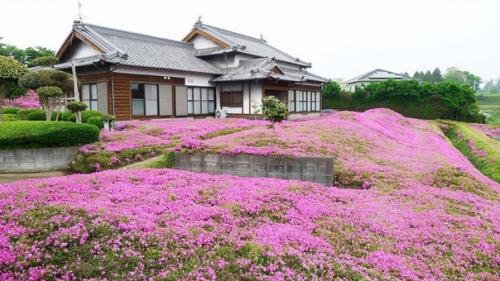 Муж потратил 2 года, сажая тысячи цветов, чтобы его слепая жена смогла вдохнуть их аромат. 05