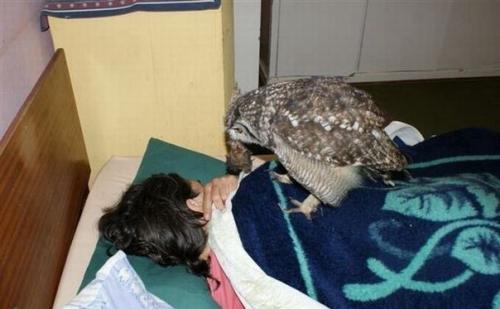 Удивительная история произошла в южной Африке: молодой человек подобрал раненую сову и приютил ее у себя дома. 01