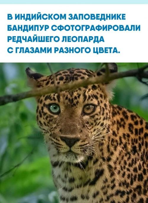 Специалисты эту особенность гетерохромией называют.  