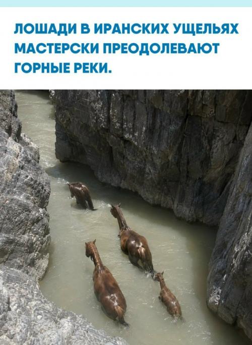 Лошади в ущелье Коул - пир в Иране привыкли к суровым условиям дикой природы.  