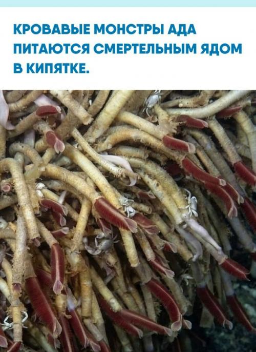 На дне океана, в зоне черных курильщиков, где температура воды достигает 400 градусов, выживают Riftia Pachyptila.  