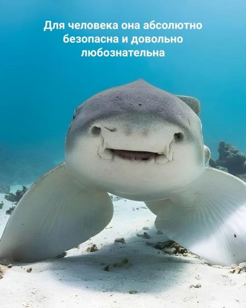 То, что вы могли принять за глаза, на самом деле ноздри. 01