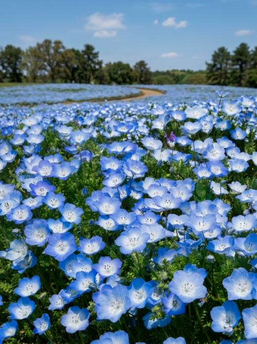 Весной в японском парке Hitachi Seaside Park холмы покрываются миллионами немофил. 08