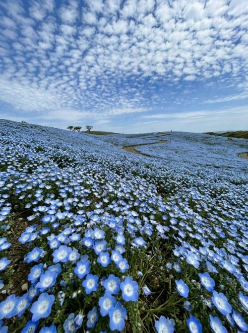 Весной в японском парке Hitachi Seaside Park холмы покрываются миллионами немофил. 04