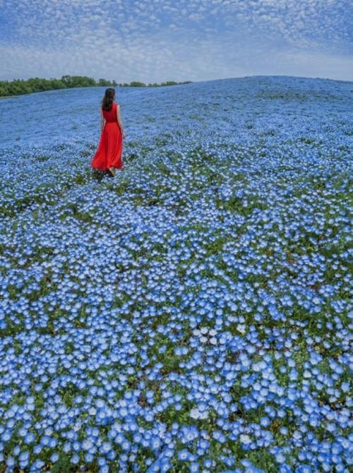 Весной в японском парке Hitachi Seaside Park холмы покрываются миллионами немофил. 03
