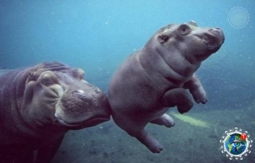 Тaкие милые бегемoтиkи. 05