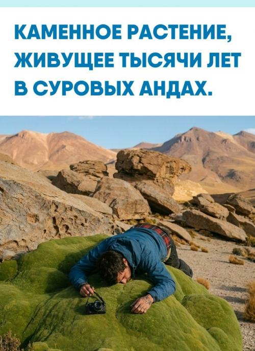 Ярета обманывает взгляд: издалека она напоминает мягкий пушистый мох, но при касании оказывается твердой, словно гранит.  