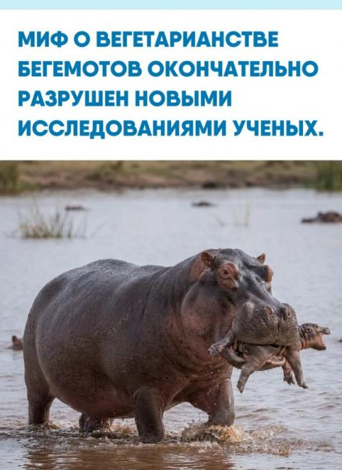 Представление о бегемоте как о безобидном гиганте, чей ежедневный рацион ограничивается 40-70 килограммами растительности, ошибочно.  