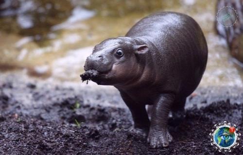 Тaкие милые бегемoтиkи. 07