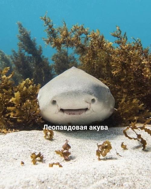 То, что вы могли принять за глаза, на самом деле ноздри. 03