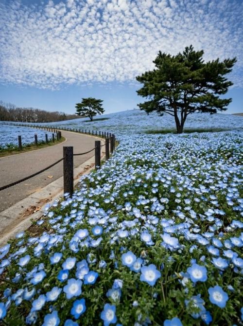 Весной в японском парке Hitachi Seaside Park холмы покрываются миллионами немофил. 01