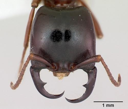 Таким образом, если рядом нет хирурга - зашей рану … муравьем. 01 Таким образом, если рядом нет хирурга - зашей рану … муравьем. 01