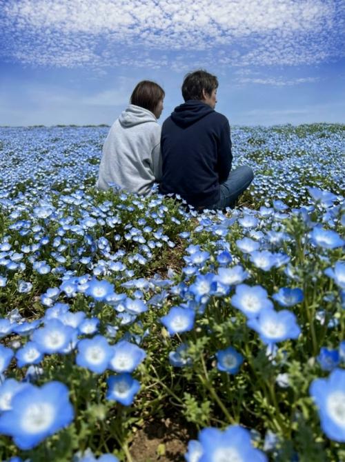 Весной в японском парке Hitachi Seaside Park холмы покрываются миллионами немофил. 02