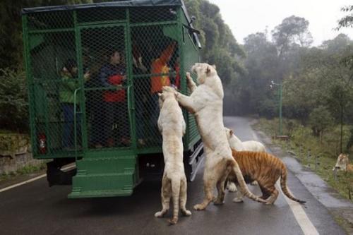 Правильный зоопарк в Китае открылся.