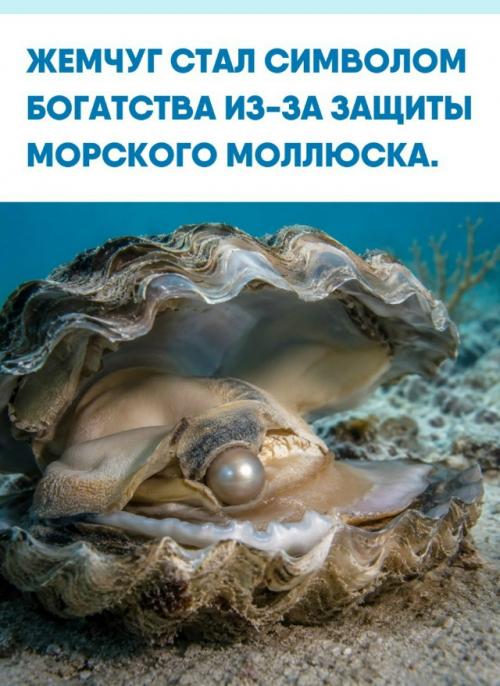 Жемчуг традиционно считается одним из самых дорогостоящих украшений в мире, однако его происхождение не имеет никакого отношения к эстетике.  