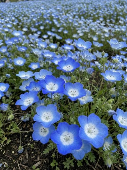 Весной в японском парке Hitachi Seaside Park холмы покрываются миллионами немофил. 07