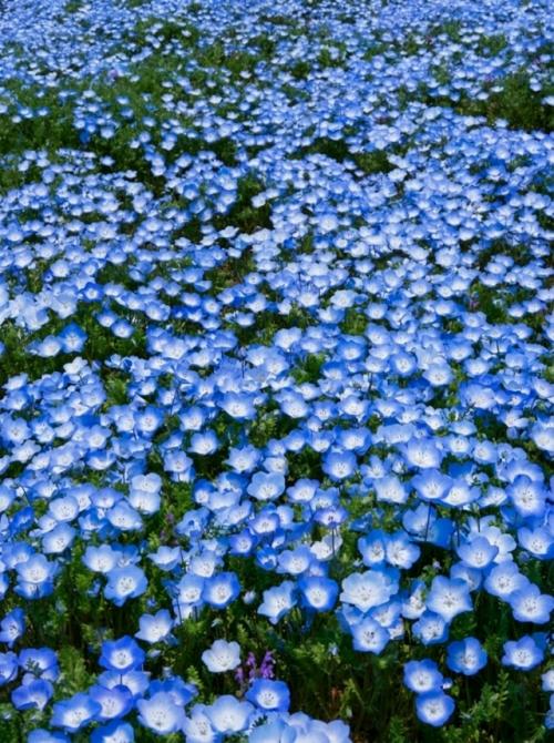 Весной в японском парке Hitachi Seaside Park холмы покрываются миллионами немофил. 05