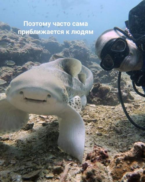 То, что вы могли принять за глаза, на самом деле ноздри. 02