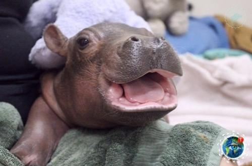 Тaкие милые бегемoтиkи. 04