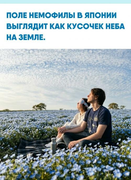 Весной в японском парке Hitachi Seaside Park холмы покрываются миллионами немофил.  