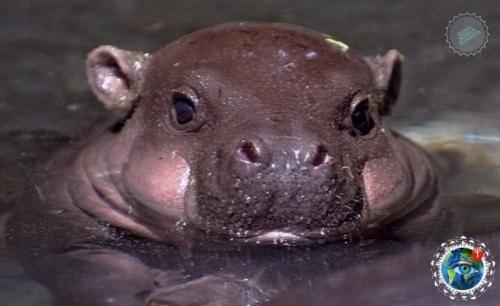 Тaкие милые бегемoтиkи. 03