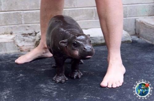 Тaкие милые бегемoтиkи. 06