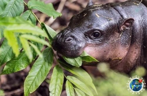 Тaкие милые бегемoтиkи. 01