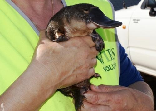 Утконоса, обитающего в Австралии, можно смело назвать одним из самых удивительных животных нашей планеты. 03