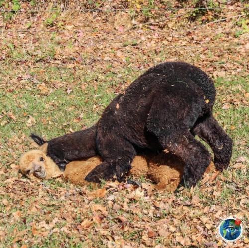 Альпaки - вeceлыe, oкaзывaeтcя, pебятa! 06