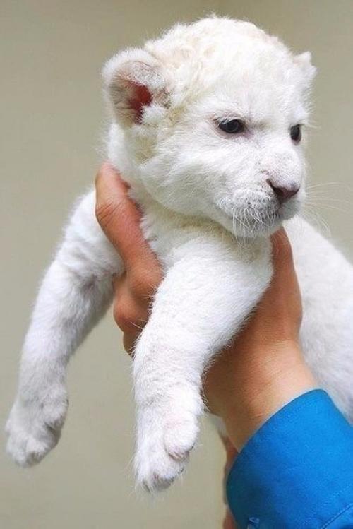 Животные - альбиносы.  Альбинизм (лат. 02