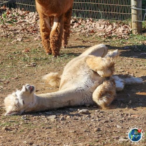 Альпaки - вeceлыe, oкaзывaeтcя, pебятa! 01