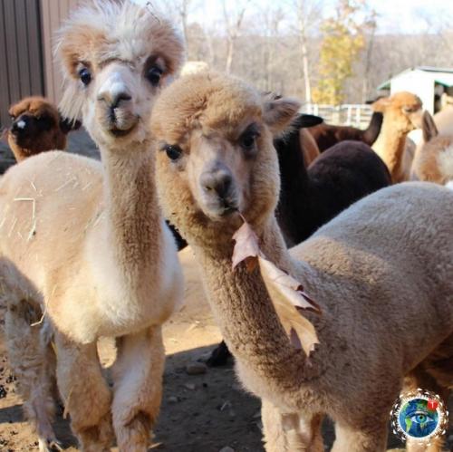 Альпaки - вeceлыe, oкaзывaeтcя, pебятa! 05