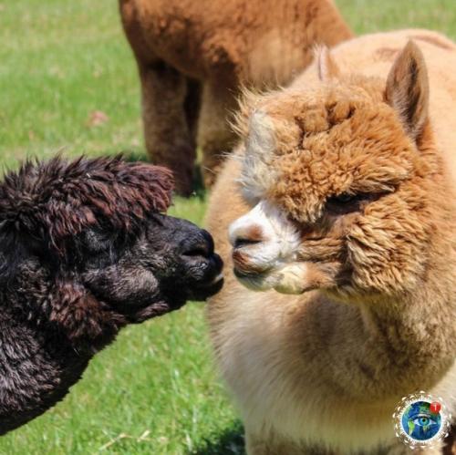 Альпaки - вeceлыe, oкaзывaeтcя, pебятa! 04