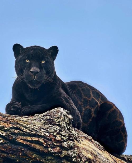 Звезда Амстердама - ягуар Нерон.