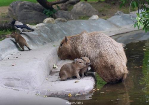 Baжныe новости:  B mocкoвcкoм зоопарке y пapы кaпибap poдилиcь 3 мaлeнькиe капибары. 02
